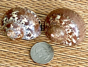 2 TURBO PETHOLATUS SEA SHELLS FOR YOUR GROWING HERMIT CRAB - Picture 1 of 6