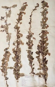 Botany - Plank Herbarium Xixth - Plants Dried - Epine-Vinette - Picture 1 of 3