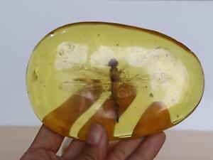 Chinese Folk Collect Amber Dragonfly Insect  Small Ornament Long 13.5CM