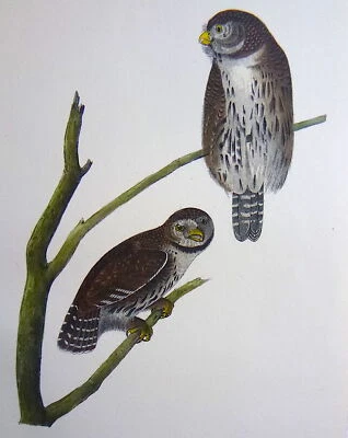 Audubon 1st ed Octavo   COLUMBIAN DAY OWL    Birds of America    1840   original - Image 1 of 4