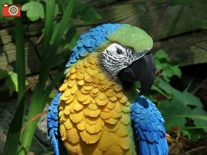 YELLOW MACAW FIGURE. Large & Lovely Realistic Home & Garden Ornament. Vivid Arts - Picture 1 of 10