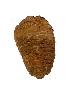 FOSSIL 500 Million Years Old Morocco TRILOBITE #49 - Picture 1 of 1