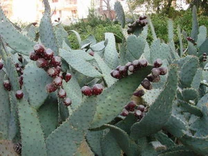 1 "Schalee" von "Opuntia Linguiformis" Cutting 10/15 cm lang	 - Bild 1 von 1