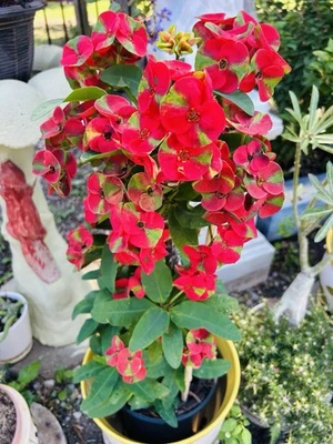Christmas Crown Of Thorn Thai Hybrid Blooming Flowers 20” Tall 15 Years Old - Image 1 of 4