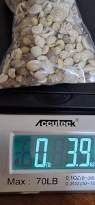 Kleine Muscheln gemischt Ozean Strand Spirale Muscheln zum Basteln 3,9 Oz. Kostenloser Versand - Bild 1 von 3