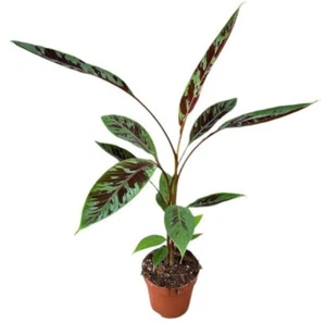 Musa acuminata subsp. zebrina Zebrina Banane 40-60 cm Topf Ø10,5cm Zimmerpflanze - Bild 1 von 1