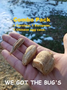 Kombipack Gottesanbeterin Ei Hüllen 1 chinesisch 1 europäisch 1 Carolina frisch gepflückt - Bild 1 von 6
