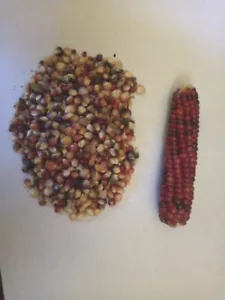 50+ Glass Gem Indian Corn Seeds Plant Beautiful Colorful Vibrant Organic Rare - Picture 1 of 2