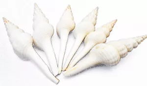 12 Extra Large White Spindle Shell 6"+ Beach Wedding Decor Ocean Arts & Crafts - Picture 1 of 4