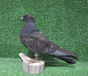 Charcoal Gray Pigeon Taxidermy Bird Mount - Picture 1 of 3