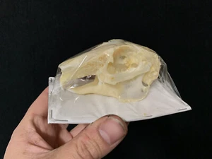 Oddities / Curiosities Cabinet / Lepus Nigricollis Rabbit Skull - Picture 1 of 1