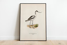 Pied Avocet Bird Wall Art Print Poster | High Quality Archival Classic Home Deco