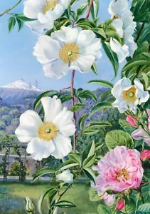 Cherokee Rose, Teneriffa, 1875, von Marianne North (1830-1890) --POSTKARTE - Bild 1 von 2