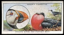 Tobacco Card, Ogdens, COLOUR IN NATURE, 1932, Frigate Birds & Puffin Beak, #34