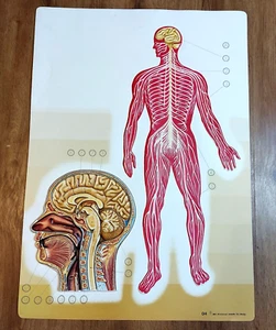 Vintage Anatomy Illustration Brain Nervous System Plastic Poster Medical Decor - Picture 1 of 8
