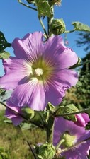 ALTHAEA OFFICINALIS 35 semi Altea comune Malvone bastone di San Giuseppe