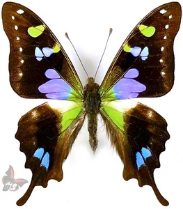 Graphium weiskei,UNMOUNTED butterfly - Picture 1 of 1