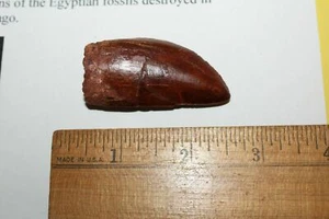 Carcharodontosaurus CARCHARODON TOOTH 2.25" AKA African Tyrannosaurus Rex CS3 - Afbeelding 1 van 6