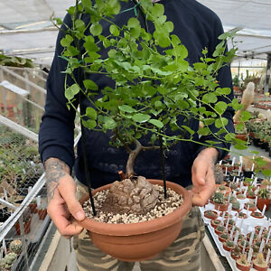 Dioscorea elephantipes (Testudinaria) caudex caudiciform BIG PLANT! ebay-92