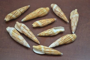 10 STCK. SORTIMENT MITRA INCOMPTA MUSCHEL STRAND DEKOR 3" - 3 1/2" - Bild 1 von 1