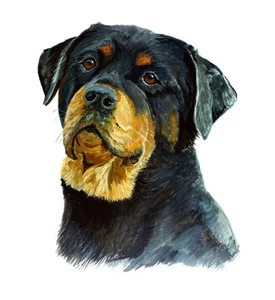 Rottweiler Dog Vinyl Decal Sticker for Car/Truck Laptop or Phone - Picture 1 of 1