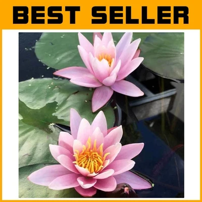 Cold Hardy Live Pink Water Lilies - Beautiful Pond Enhancer for Any Garden - Image 1 of 4