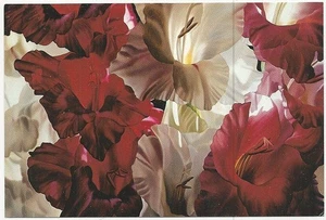 Winifred Godfrey Multicolor Gladioli Oil Canvas Vintage Unused Art Postcard - Picture 1 of 1