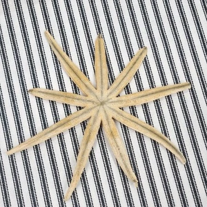 Genuine Starfish Specimen, Natural Fossil Shell ~ Nautical Decor - Picture 1 of 11