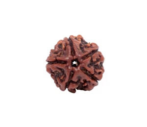 5 Gesichtsperle (5Mukhi Rudraksha Nepali) seltene Labor-zertifizierte Rudraksh energetisierte Perle - Bild 1 von 8