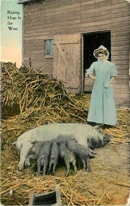 um 1910 Schwein Postkarte; Schweineaufzucht im Westen, hübsche Dame, Säuglingsferkel säen - Bild 1 von 2