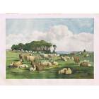 EDWARD DUNCAN Sheep- Coloured Antique Print 1858