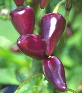 Purple Jalapeno Chilli Chili Chile Pepper Seeds - Picture 1 of 2