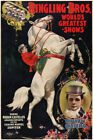 MADAM ADA CASTELLO & JUPITER circus ad poster 1899 for RINGLING BROS 20x30