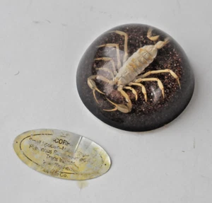 Skorpion Exemplar ~ 2,5" Kuppel klar Acrylharz ~ Vintage ~ Briefbeschwerer - Bild 1 von 10