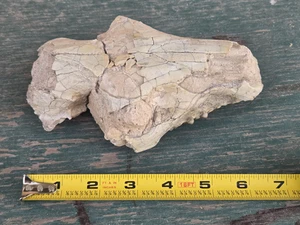 Oreodont upper skull w/ teeth continued prep needed fun project - Picture 1 of 5