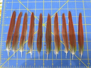 Y29 Lot Of 10 Captive Raised Green Cheeked Conure 5" Red Tail Feather - Picture 1 of 1