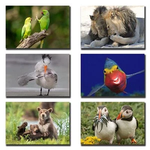 "Lindos animales 3.5x5" Fotos Nevera Refrigerador Postal Casillero Caja de herramientas Decoración 2# - Imagen 1 de 4
