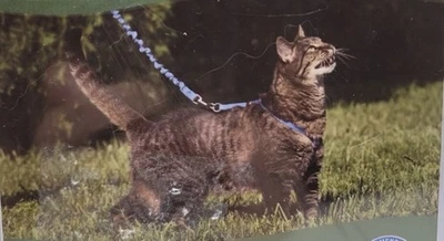 PetSafe Come With Me Kitty Harness for Cats Large 13"-18" Girth Royal Bule/Navy. - Image 1 of 4