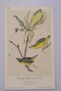Older Antique Print / KENTUCKY FLYCATCHING WARBLER - Picture 1 of 1