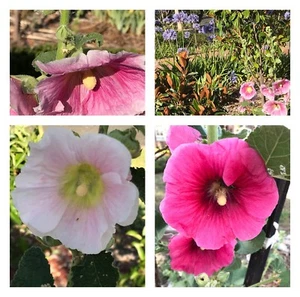 200 plus Hollyhock Seeds Mixed Color, great for cottage gardens - Picture 1 of 5