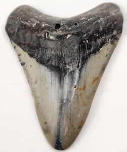Megalodon 4.25" Polished Shark Tooth Fossil - Otodus megalodon - South Carolina - Picture 1 of 10