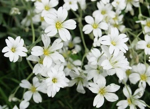 ☺1000 graines de gypsophile elegant blanc. gypsophila elegans - Picture 1 of 1