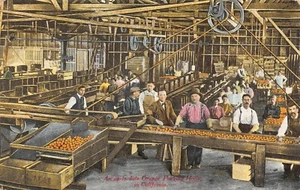 An Up To Date Orange Packing House In California Scene ,CA Vtg 1910's Postcard - Picture 1 of 2