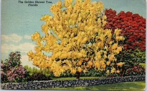 The Golden Shower Tree, Florida Linen Postcard c1948 - Picture 1 of 2