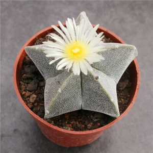 Astrophytum myriostigma cactus plantas suculentas hogar jardín decoración 6-8 cm - Imagen 1 de 4