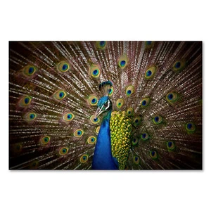 Póster 3926 lienzo pavo real, ojo de pavo real naturaleza colorido animal pájaro plumas - Imagen 1 de 7