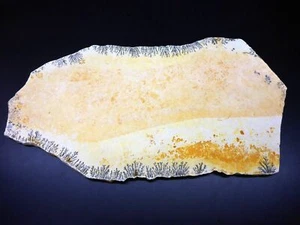 Grande lastra dendriti 33 cm in GERMANY fossili animali fossilizzazione fossili - Foto 1 di 7