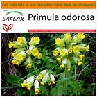 SAFLAX Garden in the Bag - Primula odorosa - 100 semi - Primula