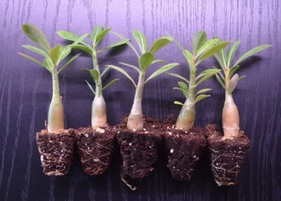 5 Pack Desert Rose Plants, Adenium Obesum,Mixed colors, 2-4 inch Tall, Seedling - Image 1 of 4