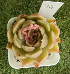 Echeveria White Peach 7cm diameter Succulent - Picture 1 of 2